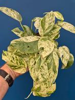 Epipremnum pinnatum Marble Variegata p12 (4), Ophalen of Verzenden, Halfschaduw, Minder dan 100 cm