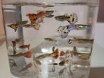 Guppen m/v, Dieren en Toebehoren, Vis, Zoetwatervis, Schoolvis