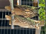 Siberische oehoe en Europese oehoe, Dieren en Toebehoren, Mannelijk, Roofvogel, Geringd
