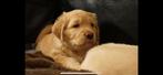 Fantastische Toller X golden retriever pups, 8 tot 15 weken, Meerdere, Meerdere dieren, Nederland
