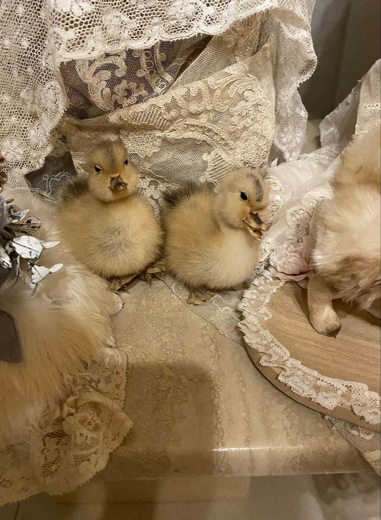 Taxidermie opgezette jonge eendjes vintage brocante kuikens, Ophalen of Verzenden