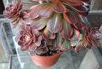Aeonium Chocolate, Huis en Inrichting, Kamerplanten, Vetplant, Ophalen of Verzenden, Minder dan 100 cm, Bloeiende kamerplant