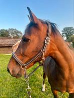 Te koop merrie van Ginus x Wellington, Dieren en Toebehoren, Paarden, Merrie, Springpaard, L, 11 jaar of ouder