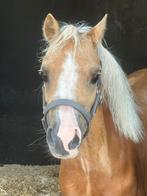 Welsh A merrie, Dieren en Toebehoren, Merrie, Gechipt, A pony (tot 1.17m), 3 tot 6 jaar
