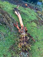 Haardhout wilgen boom, Minder dan 3 m³, Ophalen