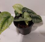 scindapsus pictus treubii, Ophalen, Overige soorten, Halfschaduw, Minder dan 100 cm