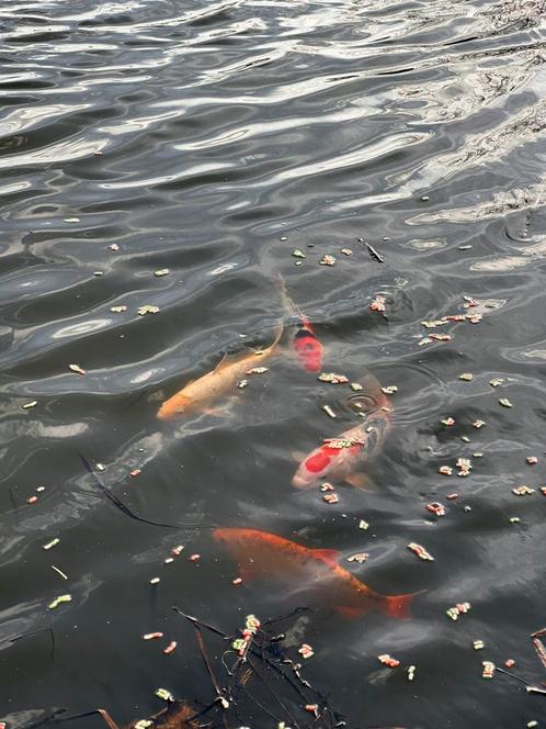 Breng uw vissen naar onze 1000m² natuurvijver!, Dieren en Toebehoren, Vissen | Vijvervissen, Karper of Koi