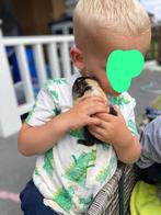 Jonge cavia's mogen nest verlaten, Dieren en Toebehoren, Knaagdieren, Meerdere dieren, Cavia, Na 1 juli 2024, Tam