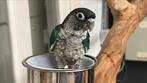 Pyrrhura 2025 Baby Vogels, Dieren en Toebehoren, Vogels | Parkieten en Papegaaien, Meerdere dieren, Parkiet, Tam