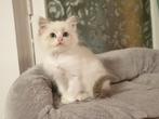 Ragdoll kittens met stamboom, Dieren en Toebehoren, Katten en Kittens | Raskatten | Langhaar, Meerdere dieren, Gechipt, 0 tot 2 jaar