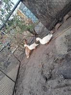 Kwakers, Meerdere dieren, Eend