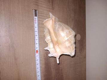 Schelp beschikbaar voor biedingen