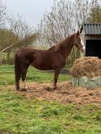 Te koop tuigpaard merrie, Dieren en Toebehoren, Pony's, Niet van toepassing, 0 tot 2 jaar, Tuigpony, Gechipt