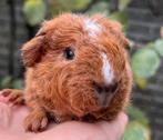 Schattig Rex cavia teddy beertje, Dieren en Toebehoren, Knaagdieren, Cavia, Mannelijk, November, Tam