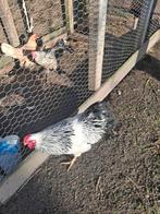 Gratis haan, ongeveer 1 jaar oud, af te halen, Dieren en Toebehoren, Pluimvee, Mannelijk, Kip
