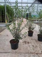 Te koop Osmanthus Burkwoodi maat 80/100 cm, Tuin en Terras, Ophalen, Overige soorten, Minder dan 100 cm