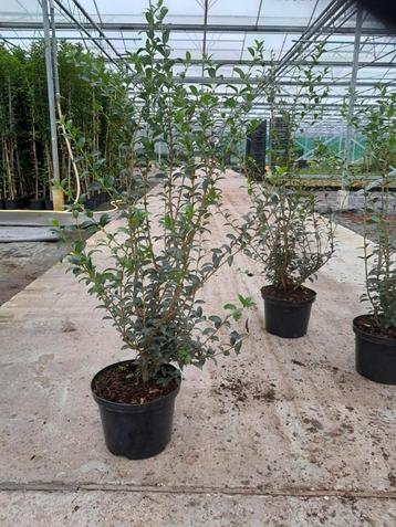 Te koop Osmanthus Burkwoodi maat 80/100 cm beschikbaar voor biedingen