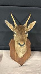 Opgezette hertenkop reeënkop taxidermie dieren, Verzamelen, Ophalen, Zo goed als nieuw, Hert, Gewei of Kop
