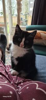 Halve ragdoll katers, Dieren en Toebehoren, Katten en Kittens | Raskatten | Langhaar, Kater