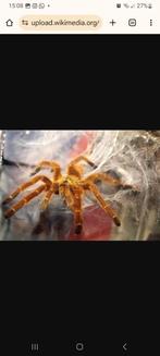 Pterinochilus Murinus(Orange Baboon Tarantula)., Spin of Schorpioen