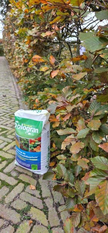 Dologran ..haagbeuk of beukenhaag bemesten, nu is de tijd beschikbaar voor biedingen