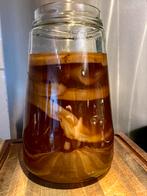Scoby Kombucha zwam, Ophalen