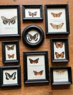 Oude zwarte lijstjes met afbeelding vlinders, Ophalen of Verzenden, Zo goed als nieuw, Hout, Minder dan 50 cm