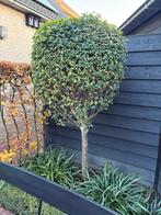 Portugese laurier bol op stam, Ophalen, Vaste plant, Overige soorten, Halfschaduw