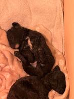 Twee prachtige toy/dwerg poedel reutjes, Dieren en Toebehoren, Rabiës (hondsdolheid), Reu, 8 tot 15 weken, Meerdere