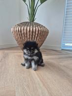 pomeriaan  bearface, Dieren en Toebehoren, Honden | Poolhonden, Keeshonden en Oertypen, 8 tot 15 weken, Teef, Eén hond, Nederland