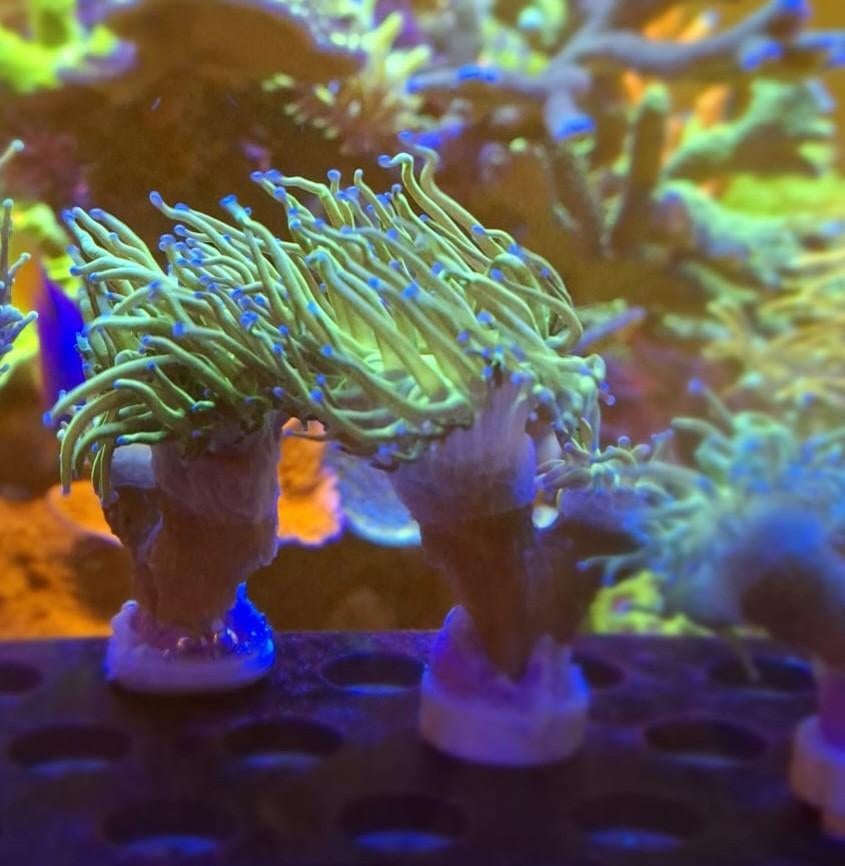 Zeeaquarium  Torch, Dieren en Toebehoren, Ophalen, Zo goed als nieuw, Gevuld zeewateraquarium