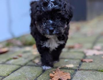  🐾 Unieke YORKIPOO puppy's 🐶🐕 beschikbaar voor biedingen