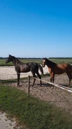 Mooie jaarling  hengsten  super beweging, Met stamboom, Minder dan 160 cm, Niet van toepassing, Dressuurpaard