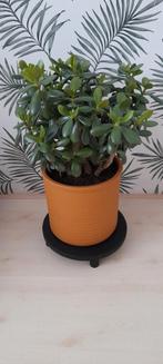 Plant Crassula, Huis en Inrichting, Kamerplanten, Ophalen, Halfschaduw, Minder dan 100 cm