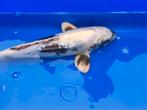 Shiro Utsuri, Dieren en Toebehoren, Vissen | Vijvervissen, Karper of Koi