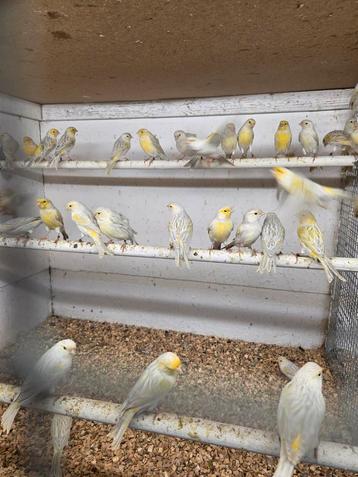 Opaal agaat mozaiek kanaries en split beschikbaar voor biedingen