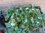 Aardbeien plantjes, Ophalen, Volle zon