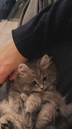 British longhair, Dieren en Toebehoren, Poes