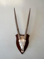 Gemsbok spiesbok bok gewei, Verzamelen, Dierenverzamelingen, Ophalen of Verzenden, Gebruikt, Gewei of Kop