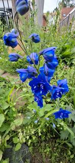 Ridderspoor blauw met wit hart, Tuin en Terras, Bloembollen en Zaden, Ophalen of Verzenden