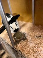 Mooi lotharinger konijn, Dieren en Toebehoren, Konijnen, Mannelijk, Groot