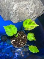 Begonia Padang Lawas, Ophalen of Verzenden, Overige soorten, Minder dan 100 cm