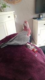 Tekoop tamme rose kaketoe man, Dieren en Toebehoren, Vogels | Parkieten en Papegaaien, Mannelijk, Papegaai, Tam