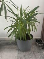 Mooie Yucca afmetingen 1,30m x 75cm, Ophalen, Yucca, Halfschaduw, Minder dan 100 cm