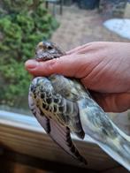 Gezoomde bourke, bourken, bourks 2025, Dieren en Toebehoren, Vogels | Parkieten en Papegaaien, Meerdere dieren, Parkiet, Geringd