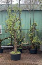 Conference perenboom, Tuin en Terras, Planten | Bomen, Ophalen of Verzenden, Volle zon, Overige soorten, 100 tot 250 cm
