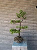 Bonsai boom lariks decedua 90 cm, Tuin en Terras, Planten | Bomen, Minder dan 100 cm, Overige soorten, Ophalen of Verzenden