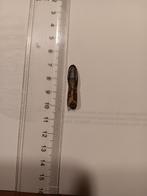 Dinosaurus tand dino sauropod archeodontosaurus, Verzamelen, Mineralen en Fossielen, Verzenden, Fossiel