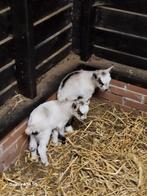 Landgeit bokjes, Dieren en Toebehoren, Schapen, Geiten en Varkens, Mannelijk, Geit