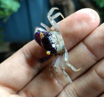 Geosesarma sp. White legs vampierkrab beschikbaar voor biedingen